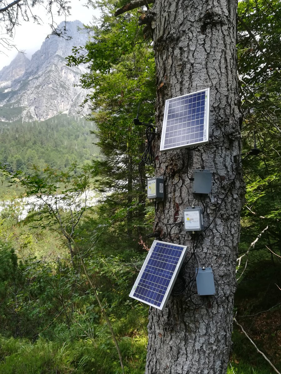 Forest Ecology in Trentino FEM's Tree Talkers